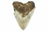 Serrated, Fossil Megalodon Tooth - West Java, Indonesia #226244-1
